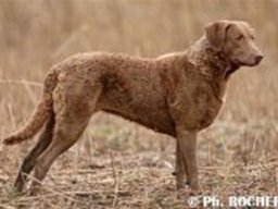 chesapeake_bay_retriever_20211129_2077673975